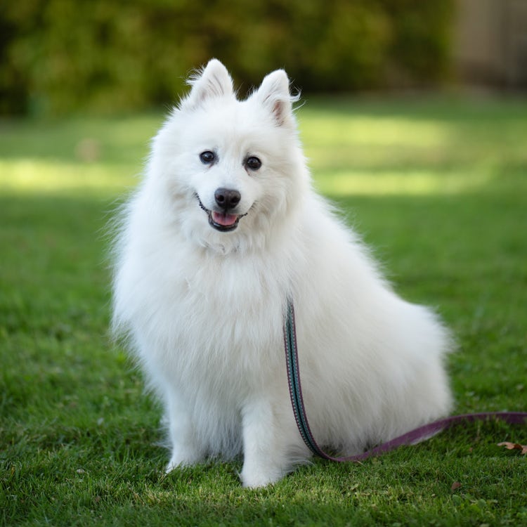Portrait of a happy Japanese Spitz dog sitting on green grass, wearing a leash. The photo is taken from the front view on a sunny day with natural lighting, featuring sharp focus and professional photography